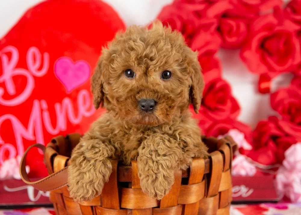 andy goldendoodle for sale(1).jpg
