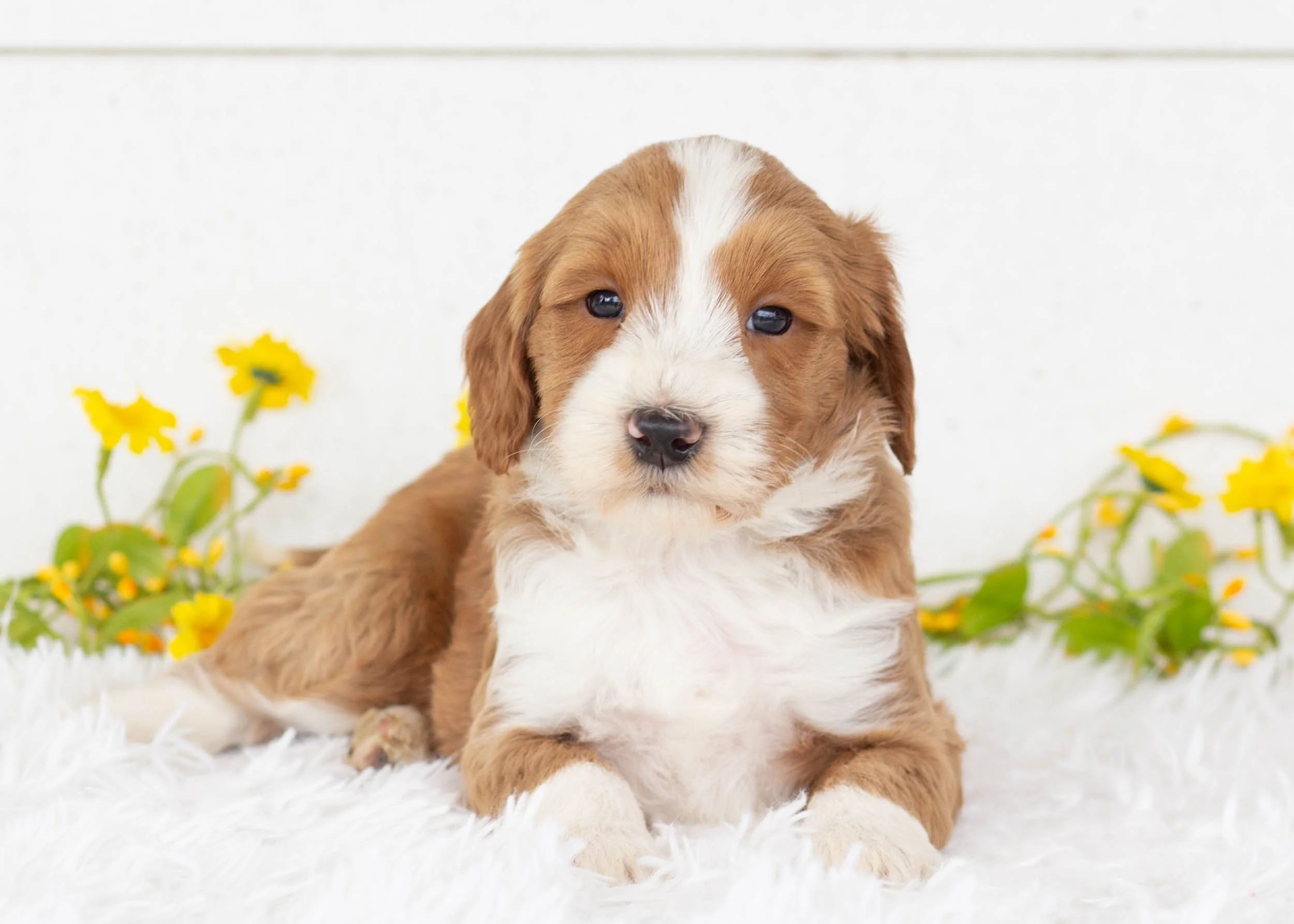 Corn Dog Goldendoodle for sale(3).jpg