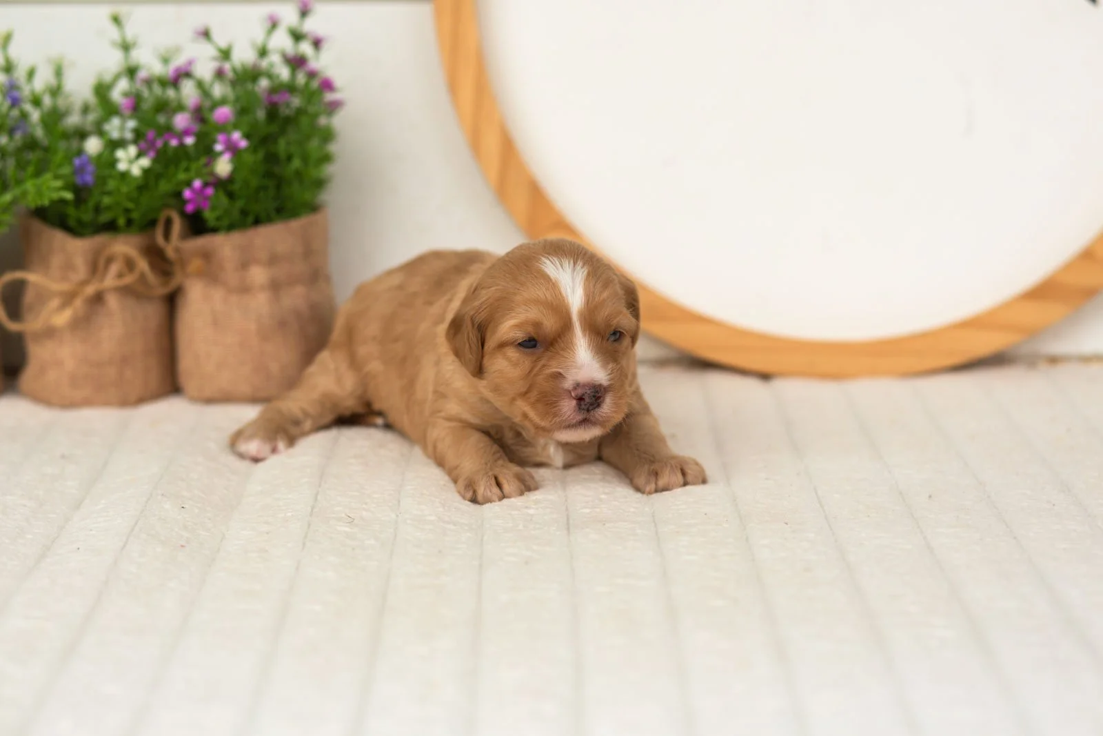 Glory goldendoodle for sale.jpg