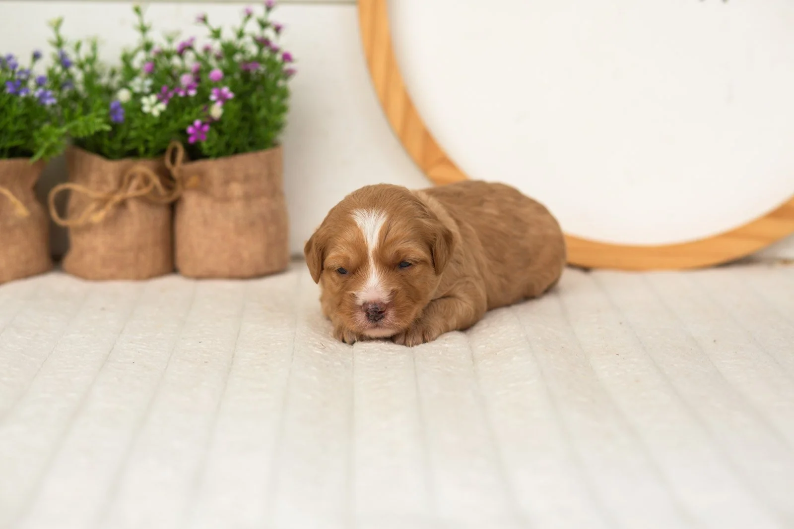 Glory goldendoodle for sale(2).jpg
