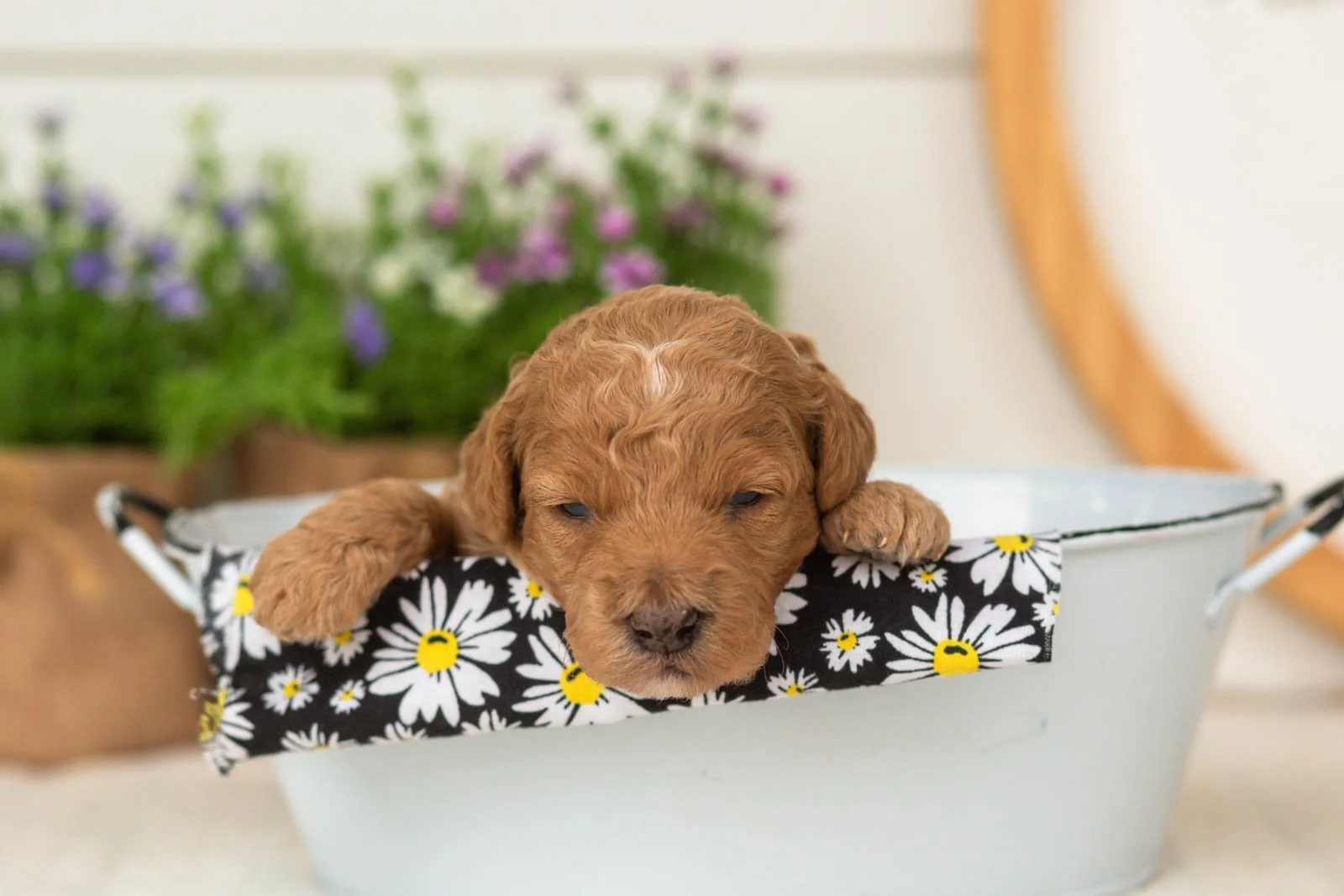 Liberty goldendoodle for sale(4).jpg