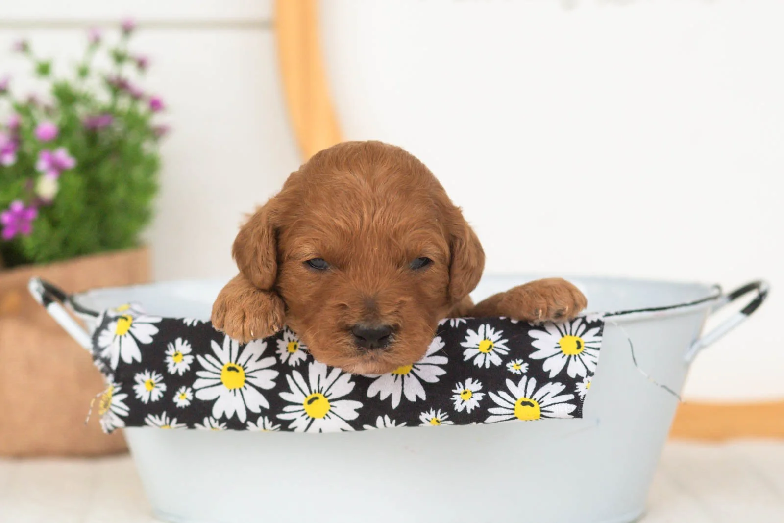 Starlet goldendoodle for sale(2).jpg