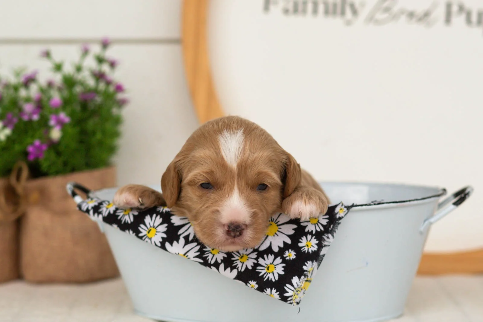 Blaze goldendoodle for sale(3).jpg