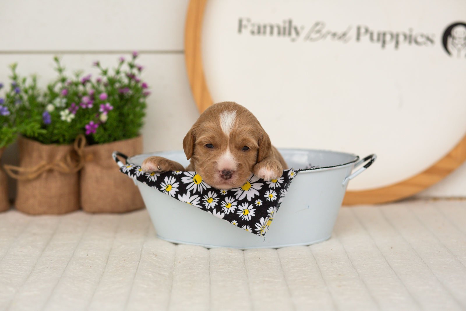 Blaze goldendoodle for sale(4).jpg