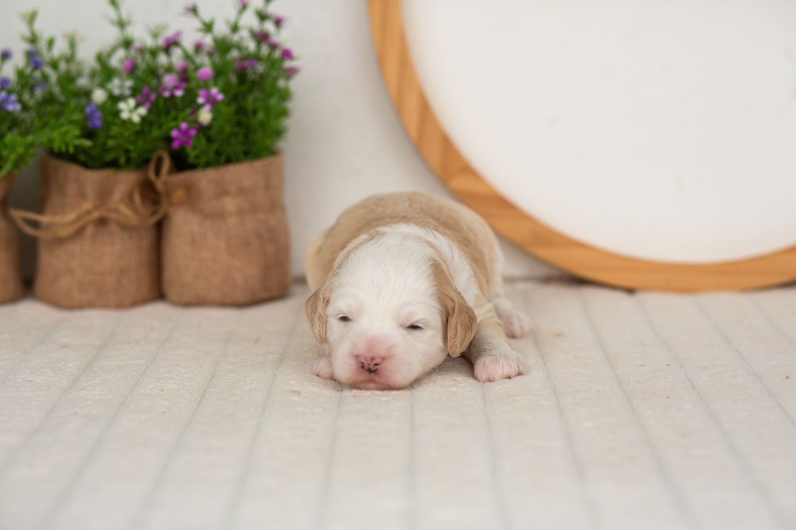 Flash goldendoodle for sale(1).jpg