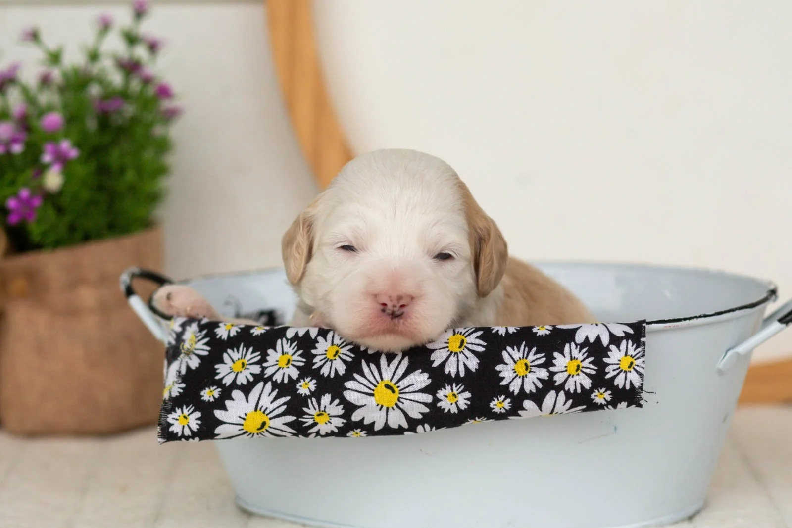 Flash goldendoodle for sale(3).jpg