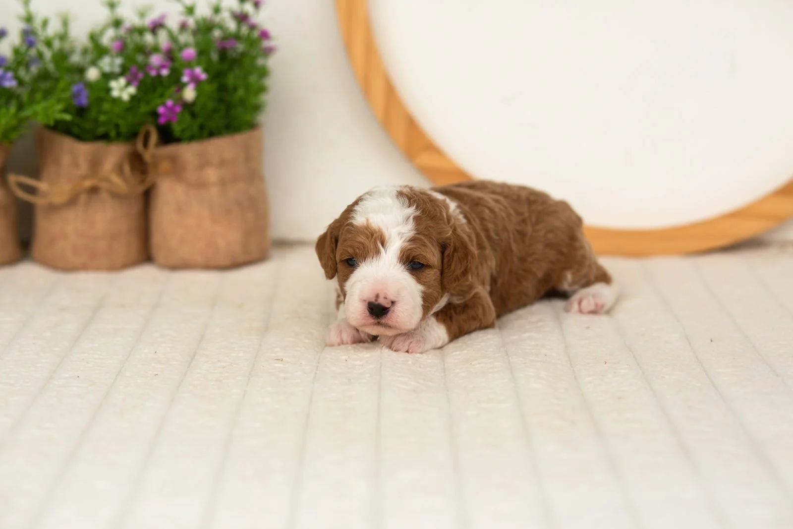 Rocket goldendoodle for sale(1).jpg
