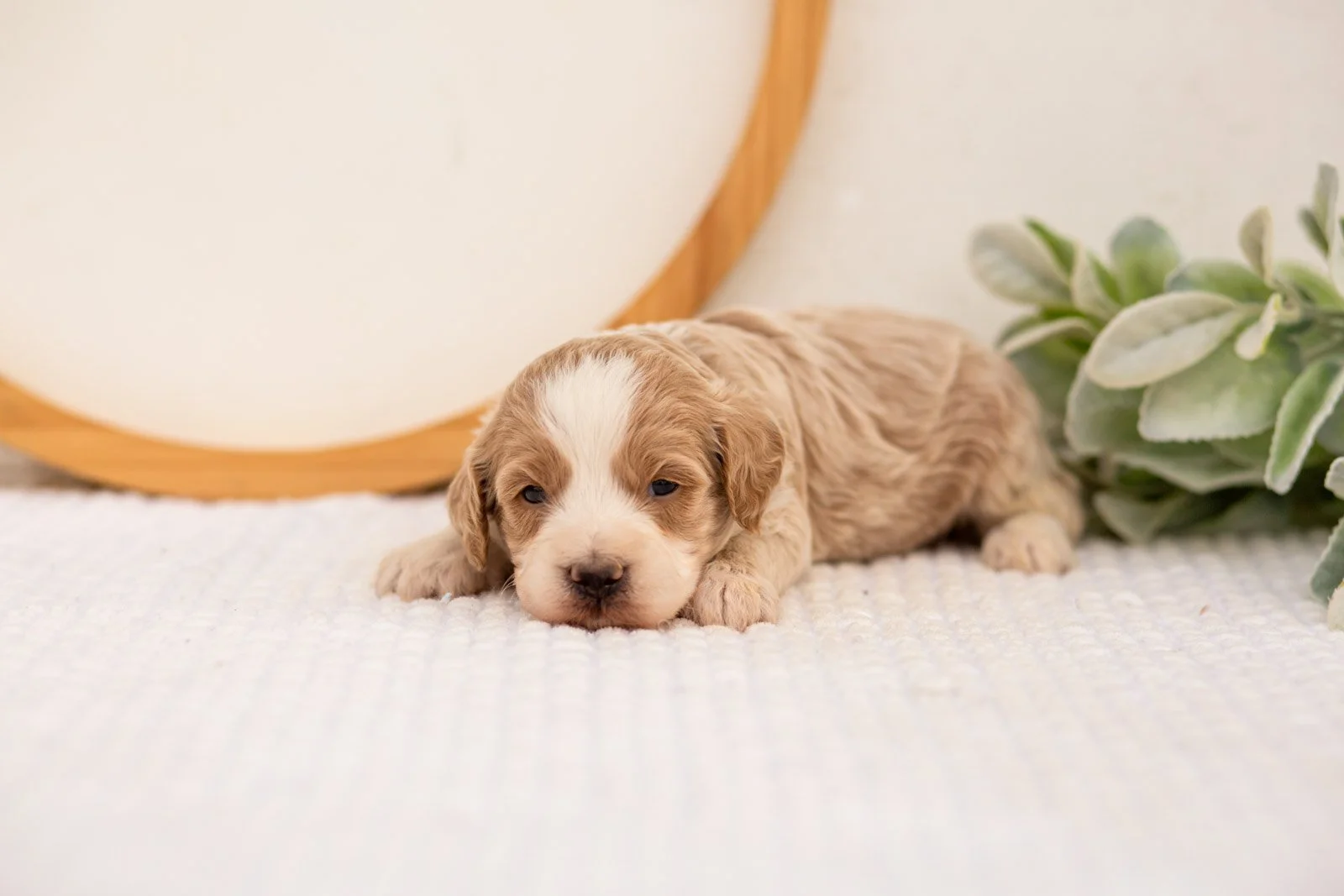 Peter goldendoodle for sale.jpg