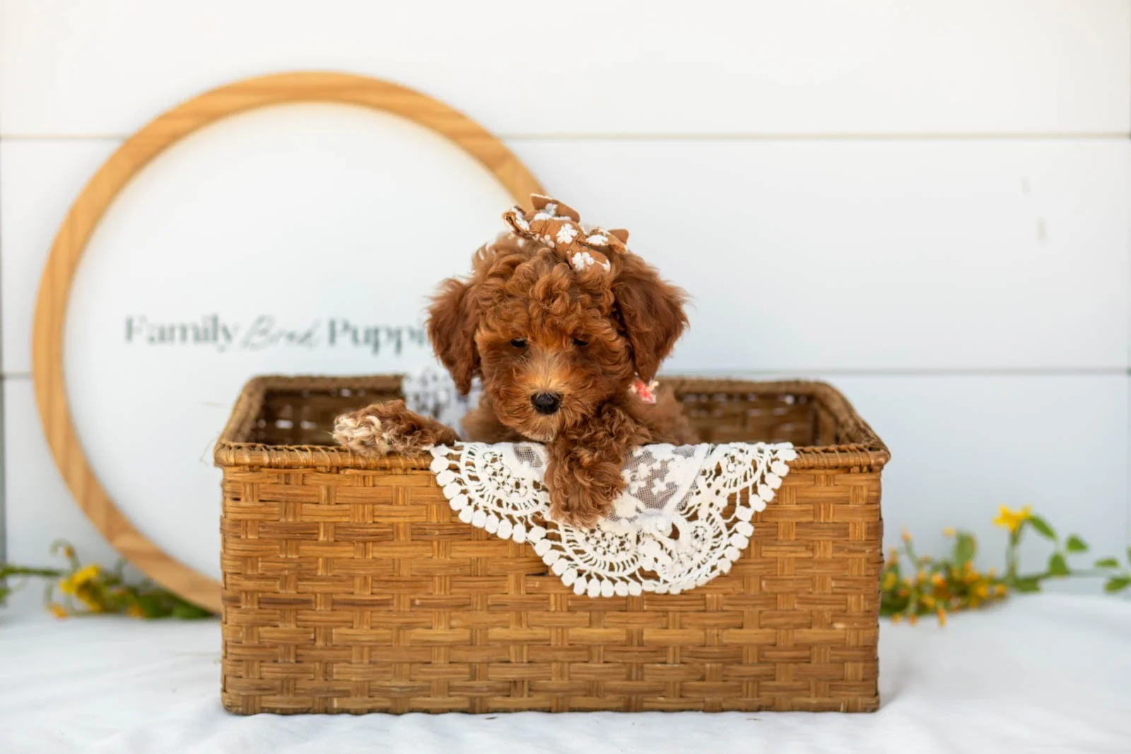 Honour goldendoodle for sale(3).jpg