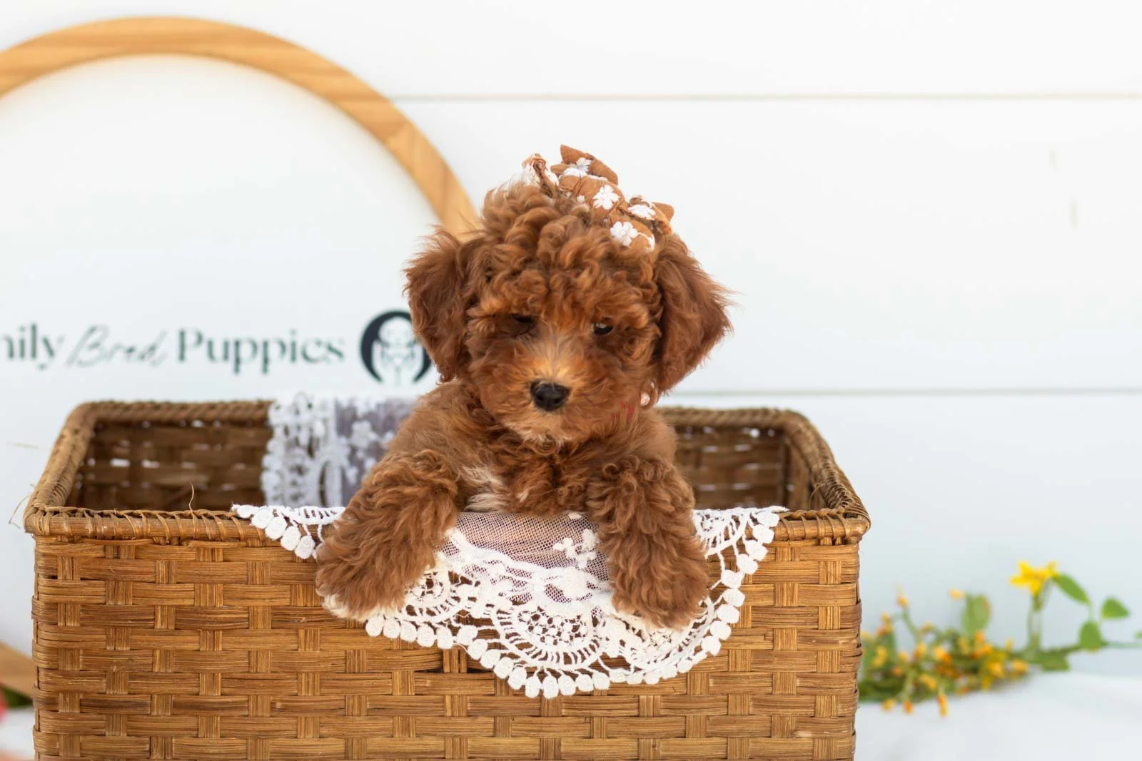 Honour goldendoodle for sale(2).jpg