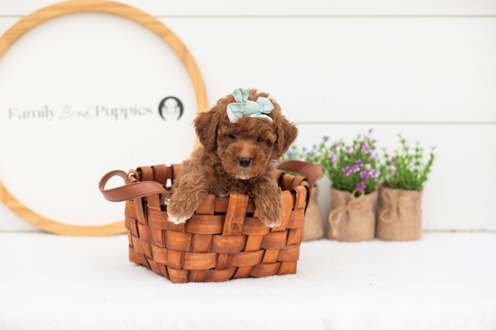 Honour goldendoodle for sale(3).jpg