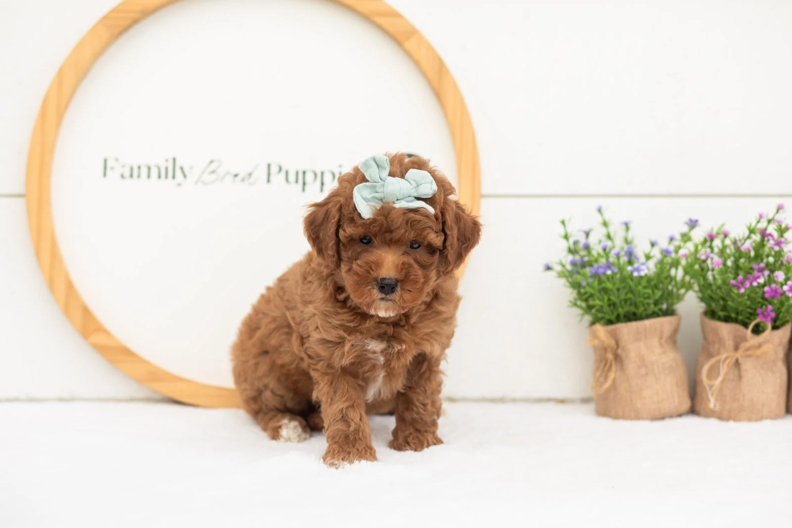 Honour goldendoodle for sale.jpg