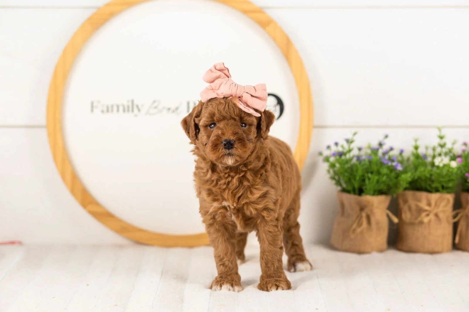 Honour goldendoodle for sale(1).jpg