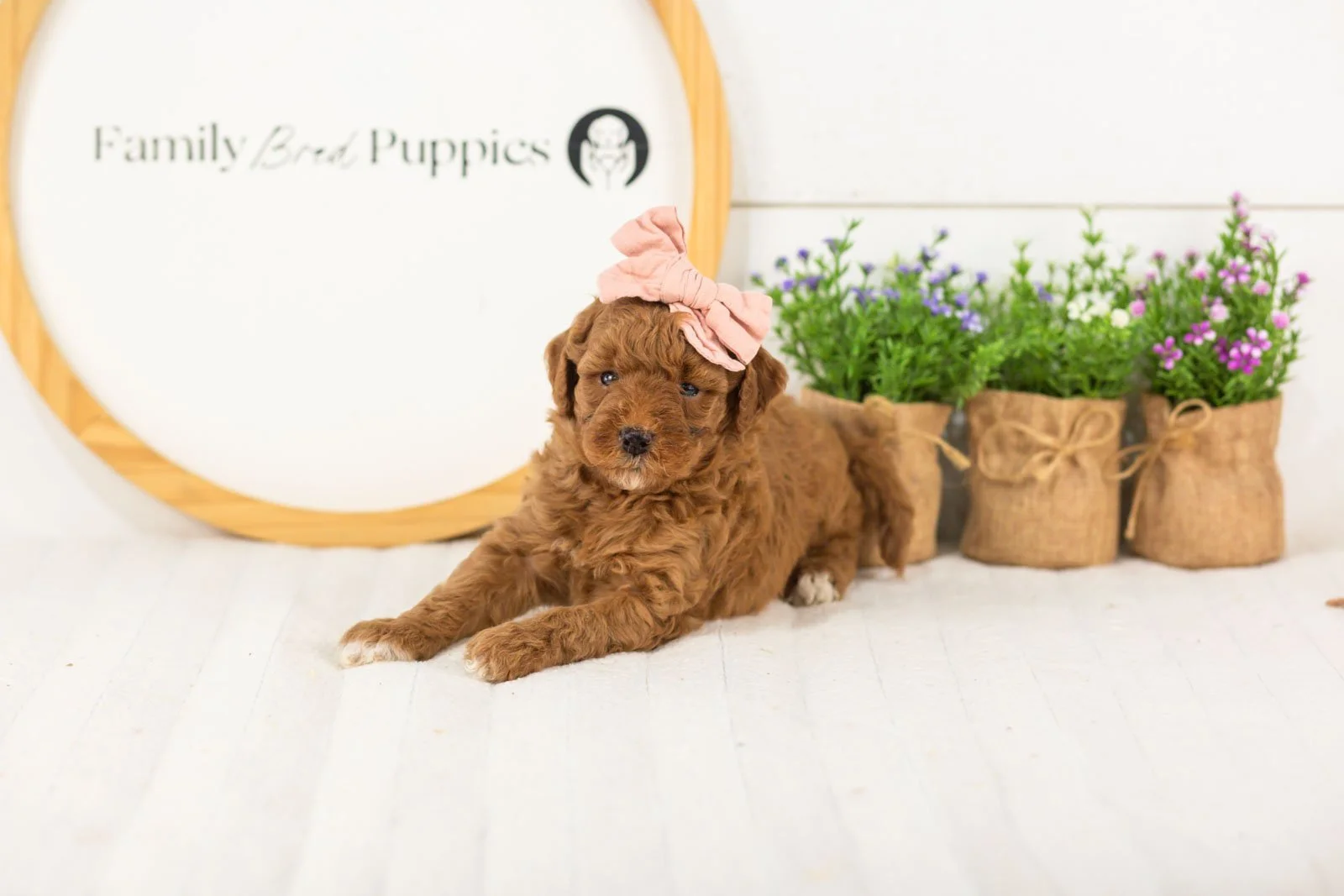 Honour goldendoodle for sale.jpg