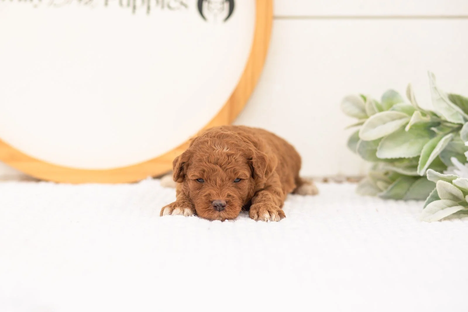Honour goldendoodle for sale.jpg
