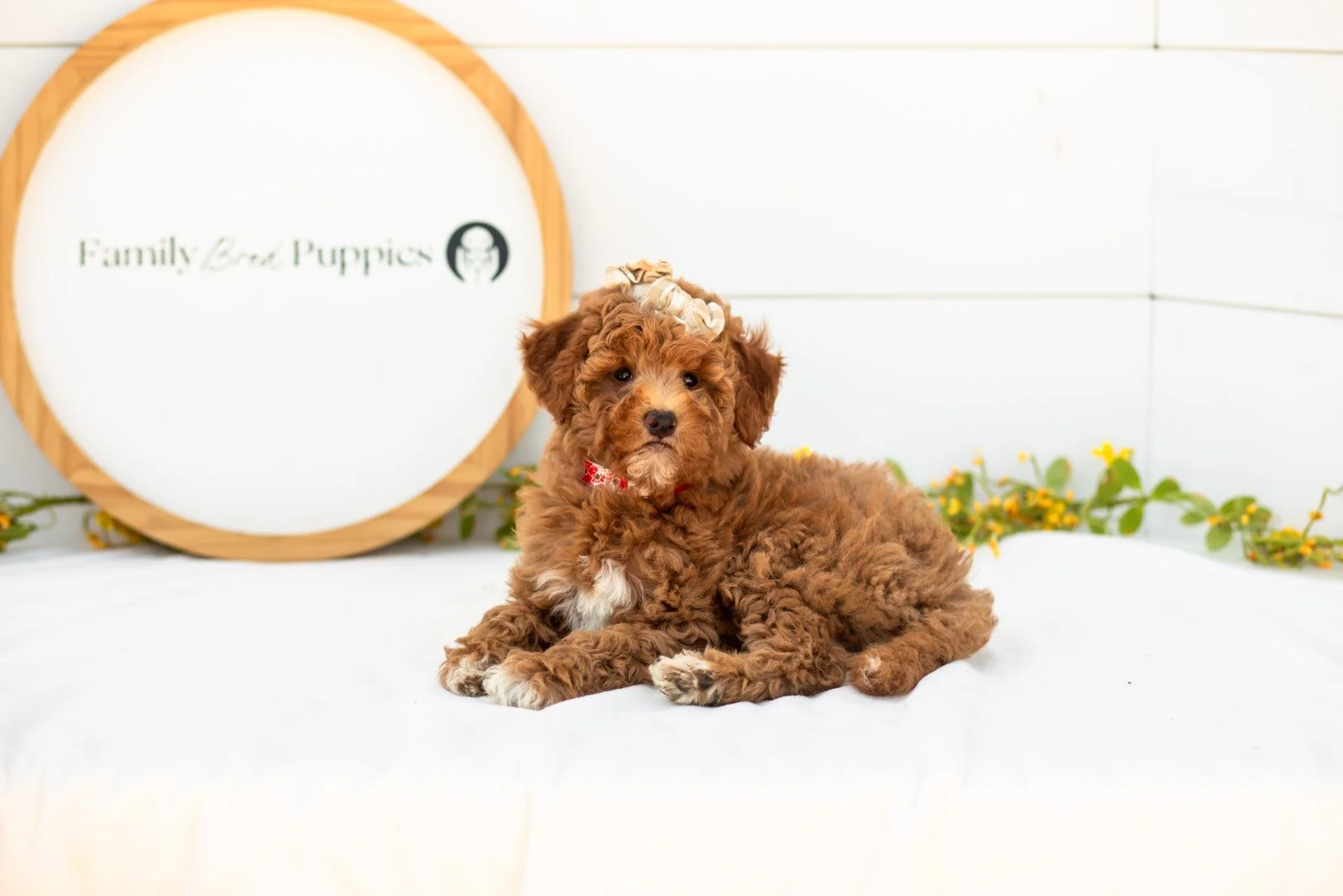 Serenity goldendoodle for sale(4).jpg