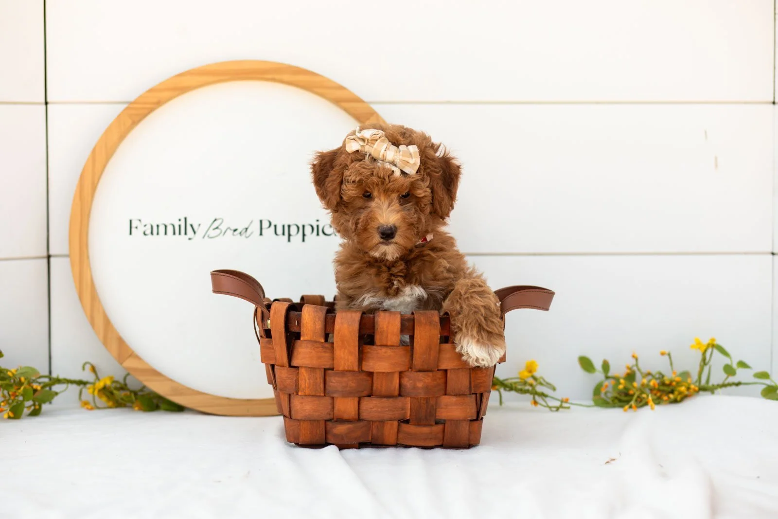 Serenity goldendoodle for sale(3).jpg