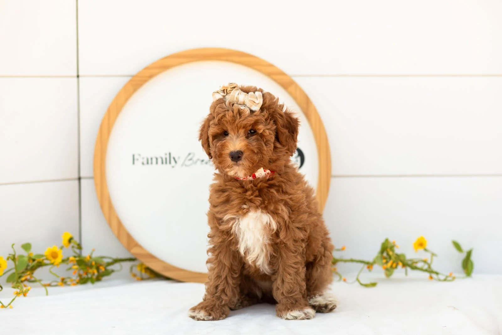 Serenity goldendoodle for sale.jpg