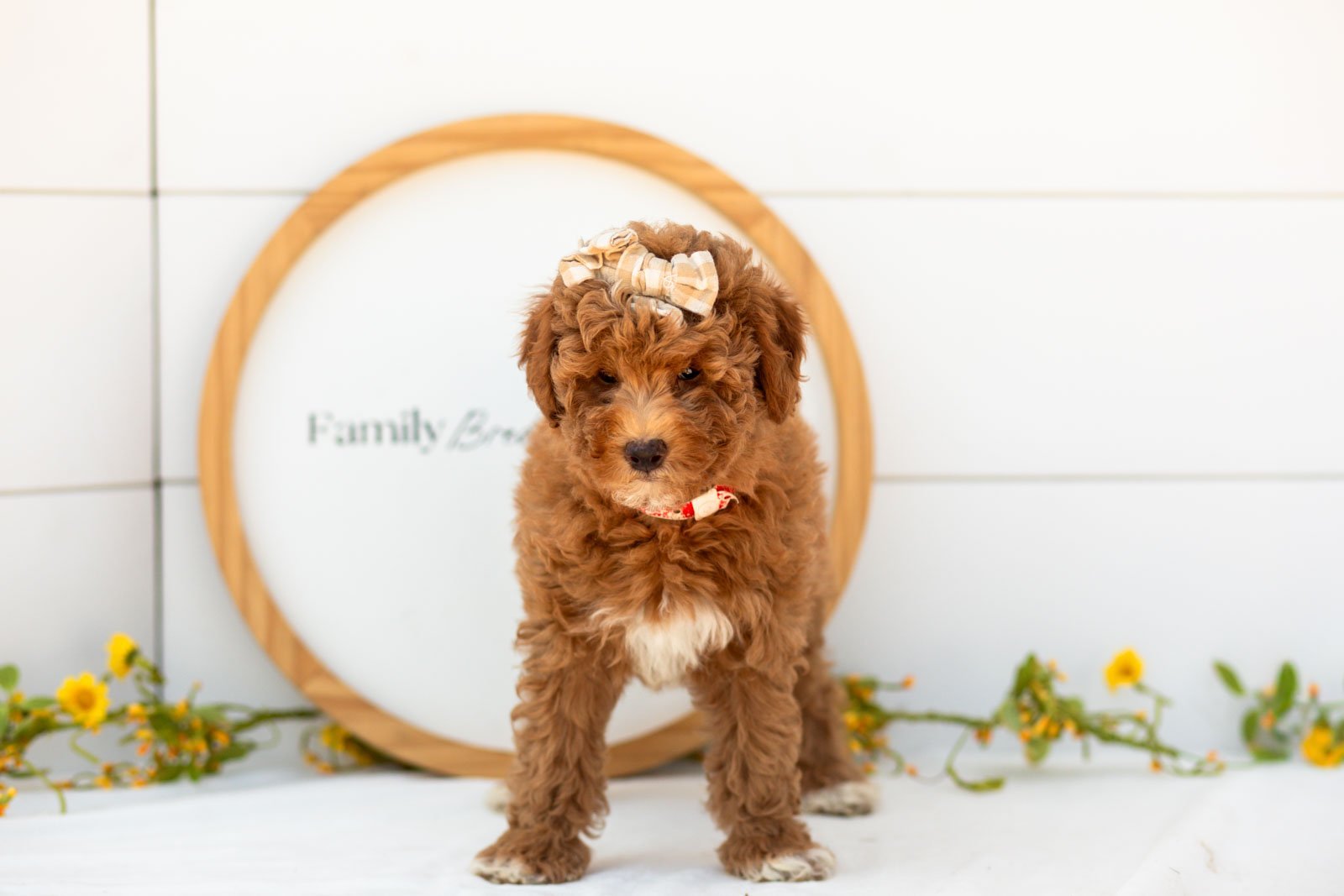 Serenity goldendoodle for sale(1).jpg
