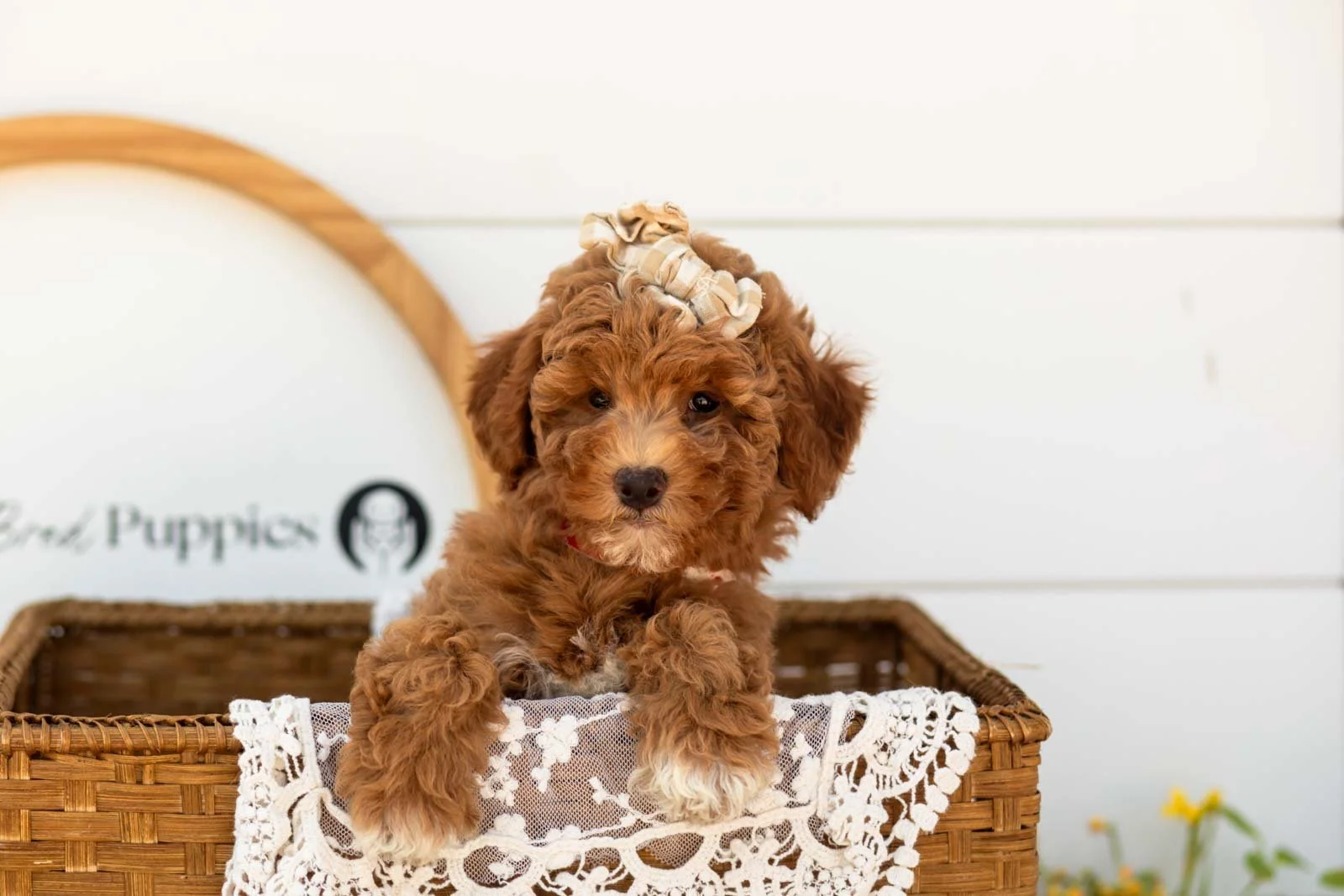 Serenity goldendoodle for sale(2).jpg