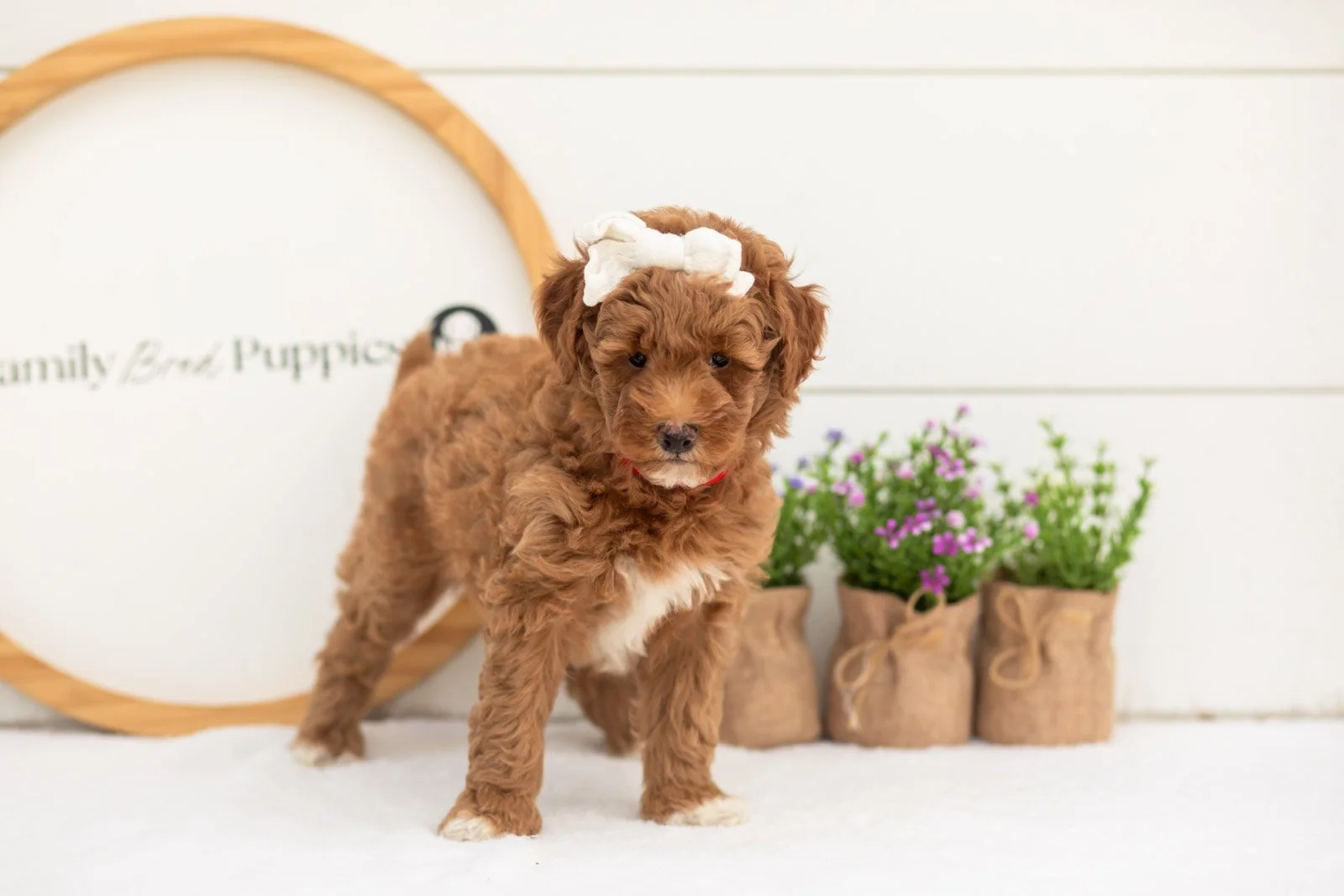 Serenity goldendoodle for sale(2).jpg