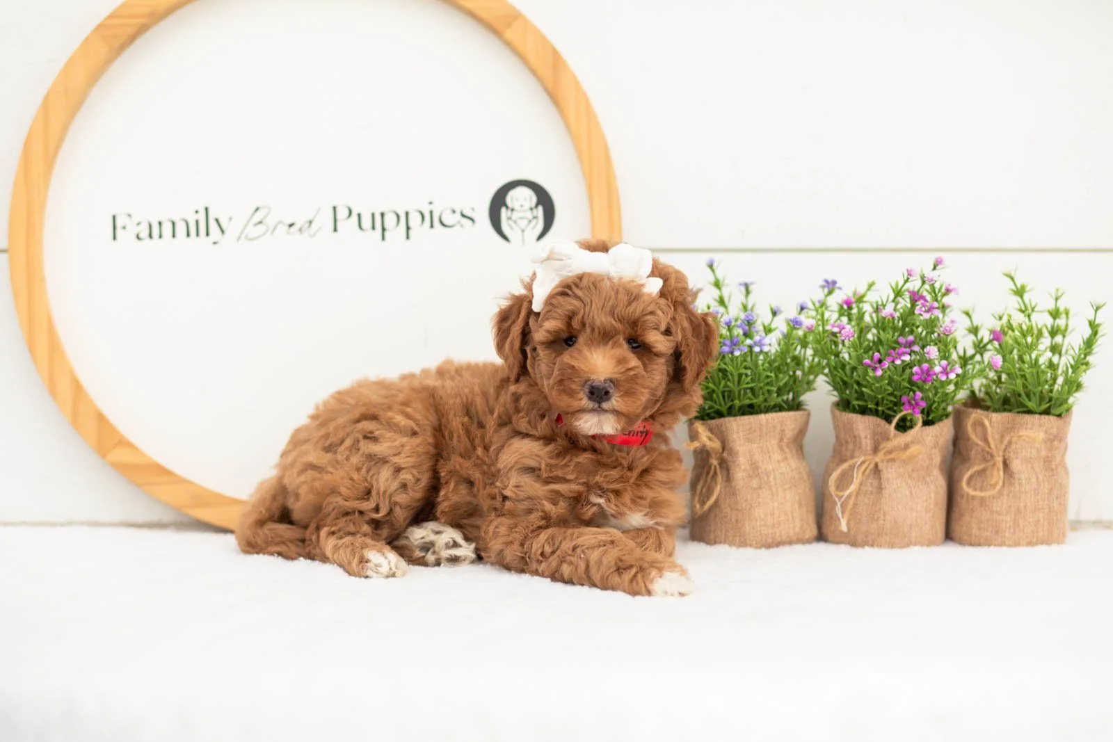 Serenity goldendoodle for sale.jpg