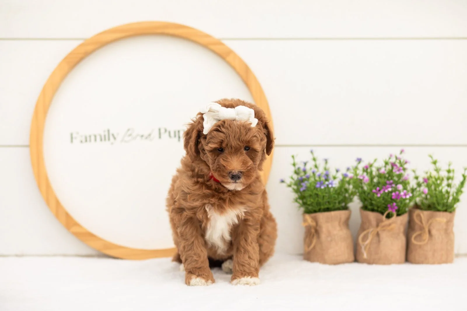 Serenity goldendoodle for sale(1).jpg