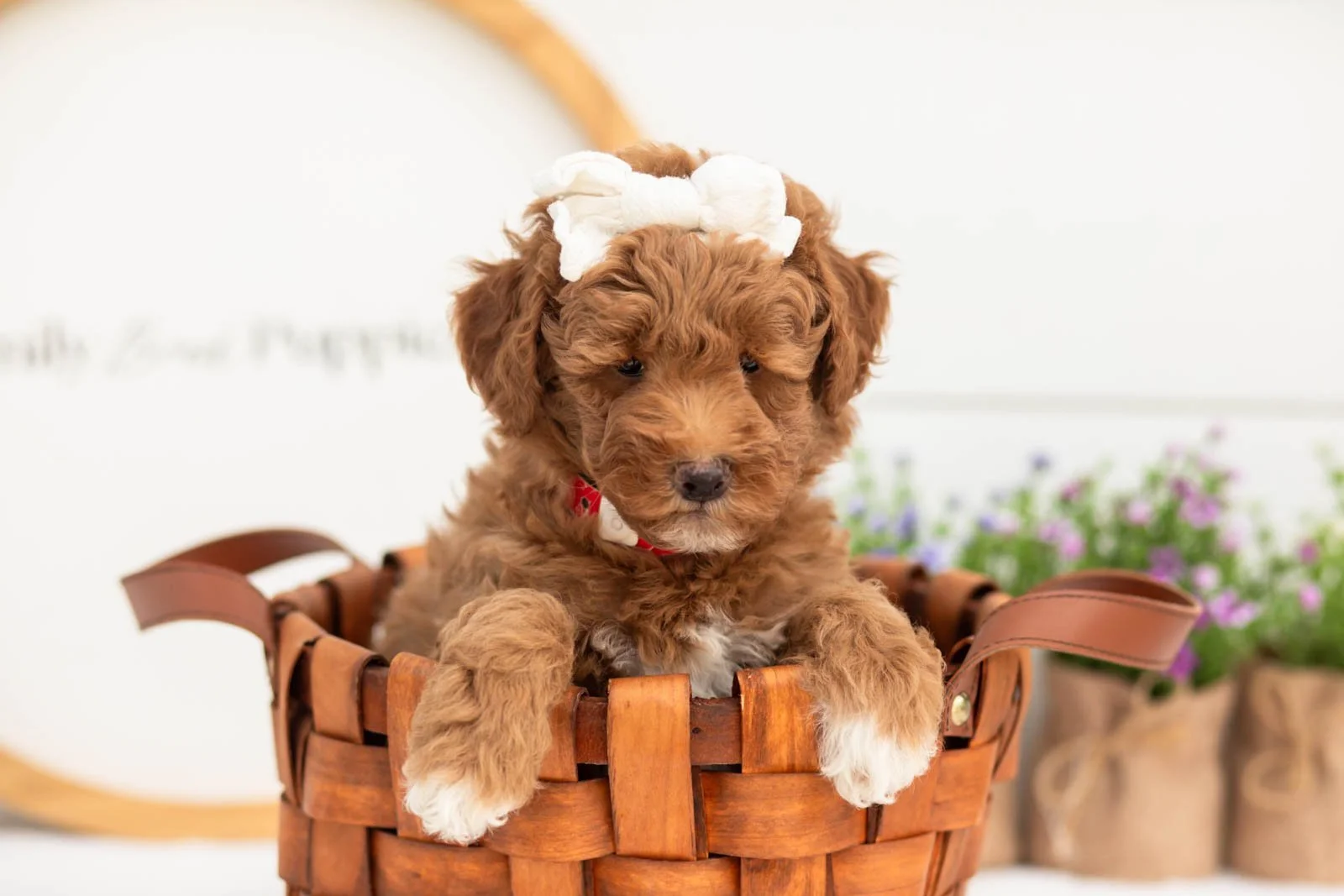 Serenity goldendoodle for sale(3).jpg