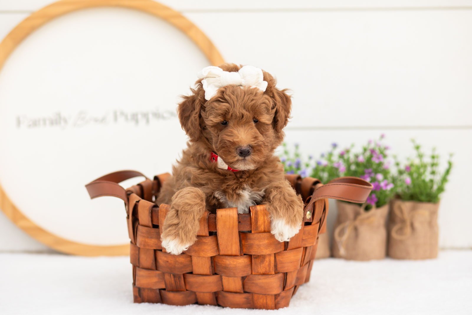 Serenity goldendoodle for sale(4).jpg