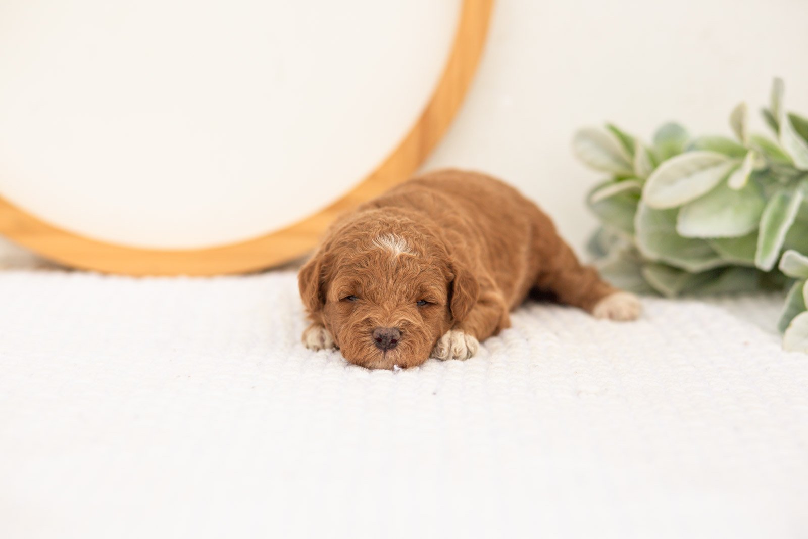 Serenity goldendoodle for sale.jpg