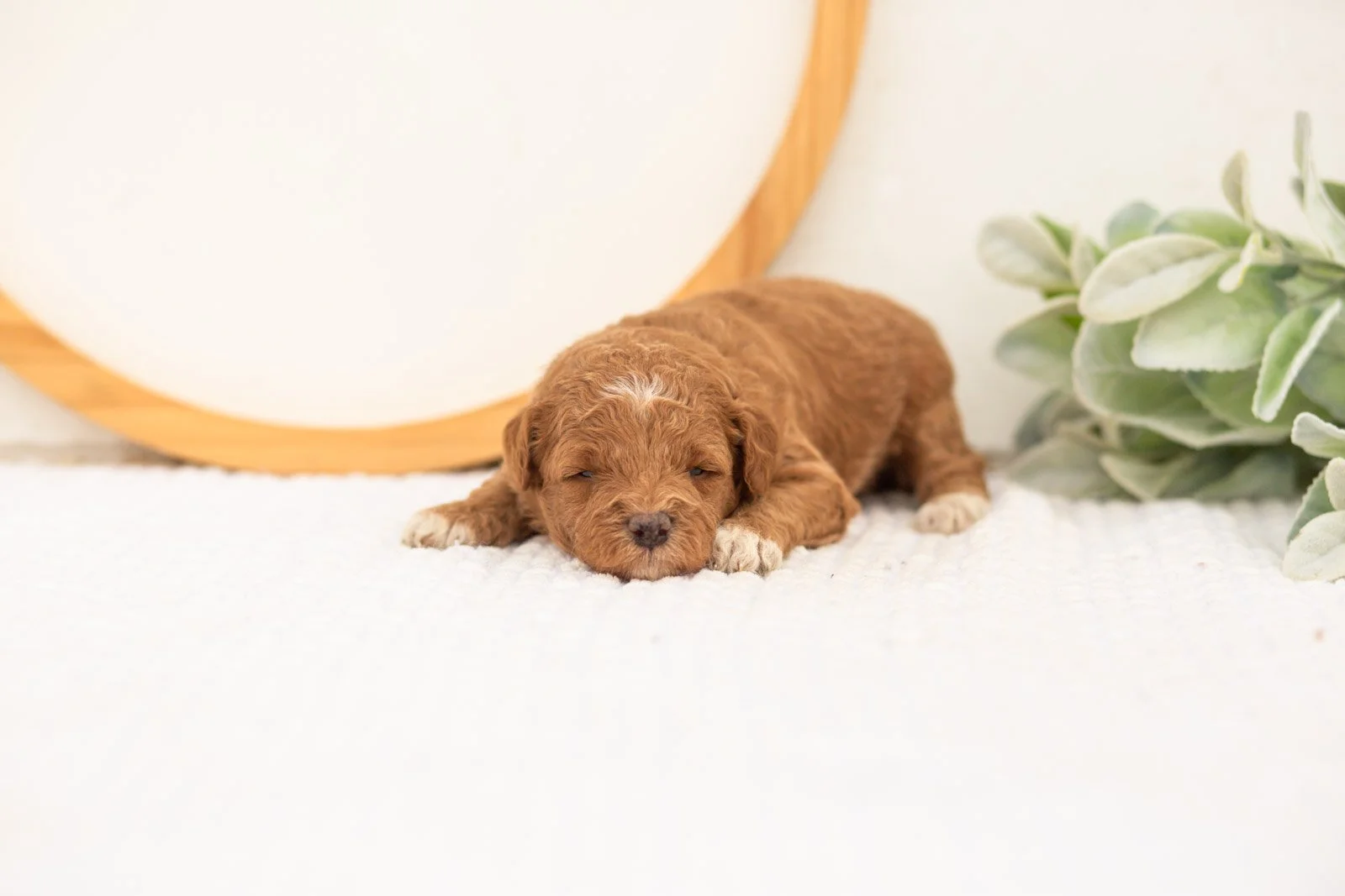 Serenity goldendoodle for sale(1).jpg