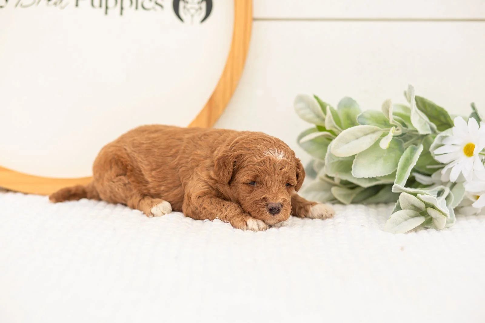 Serenity goldendoodle for sale(2).jpg