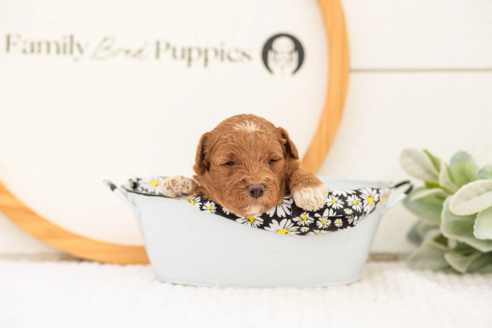Serenity goldendoodle for sale(3).jpg