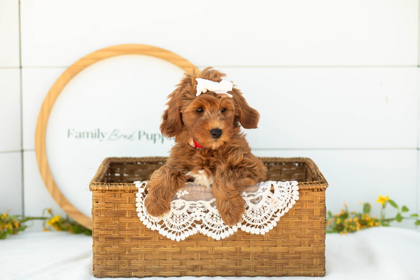 Verity goldendoodle for sale(4).jpg