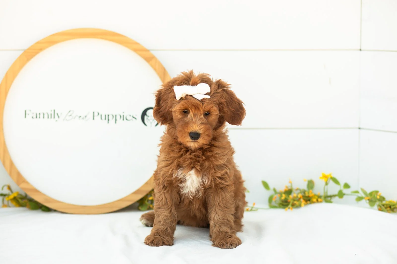 Verity goldendoodle for sale(1).jpg