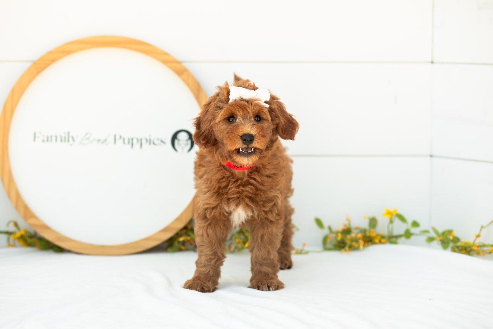 Verity goldendoodle for sale(2).jpg