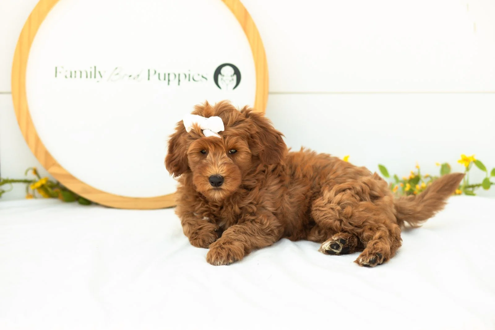 Verity goldendoodle for sale.jpg