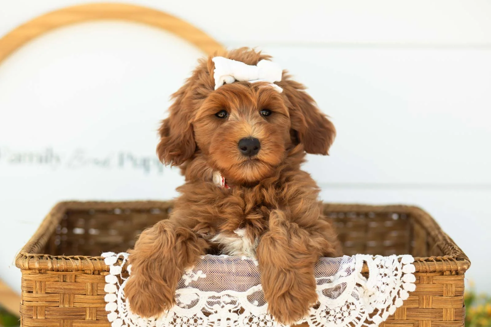 Verity goldendoodle for sale(3).jpg