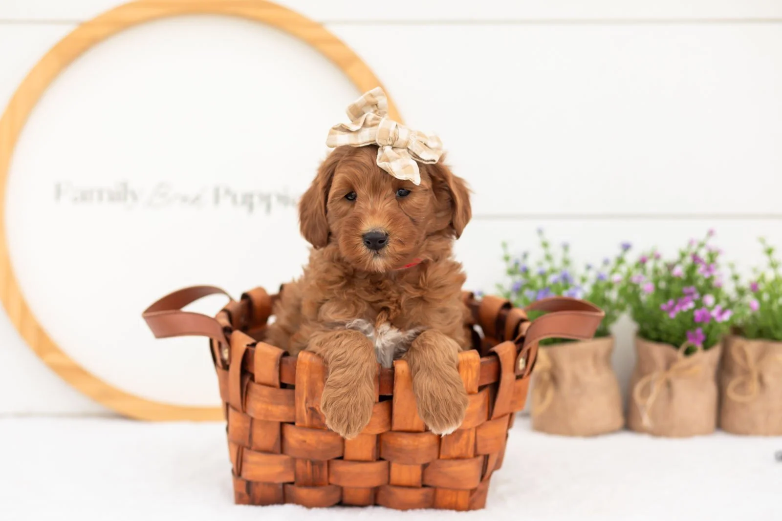 Verity goldendoodle for sale(3).jpg