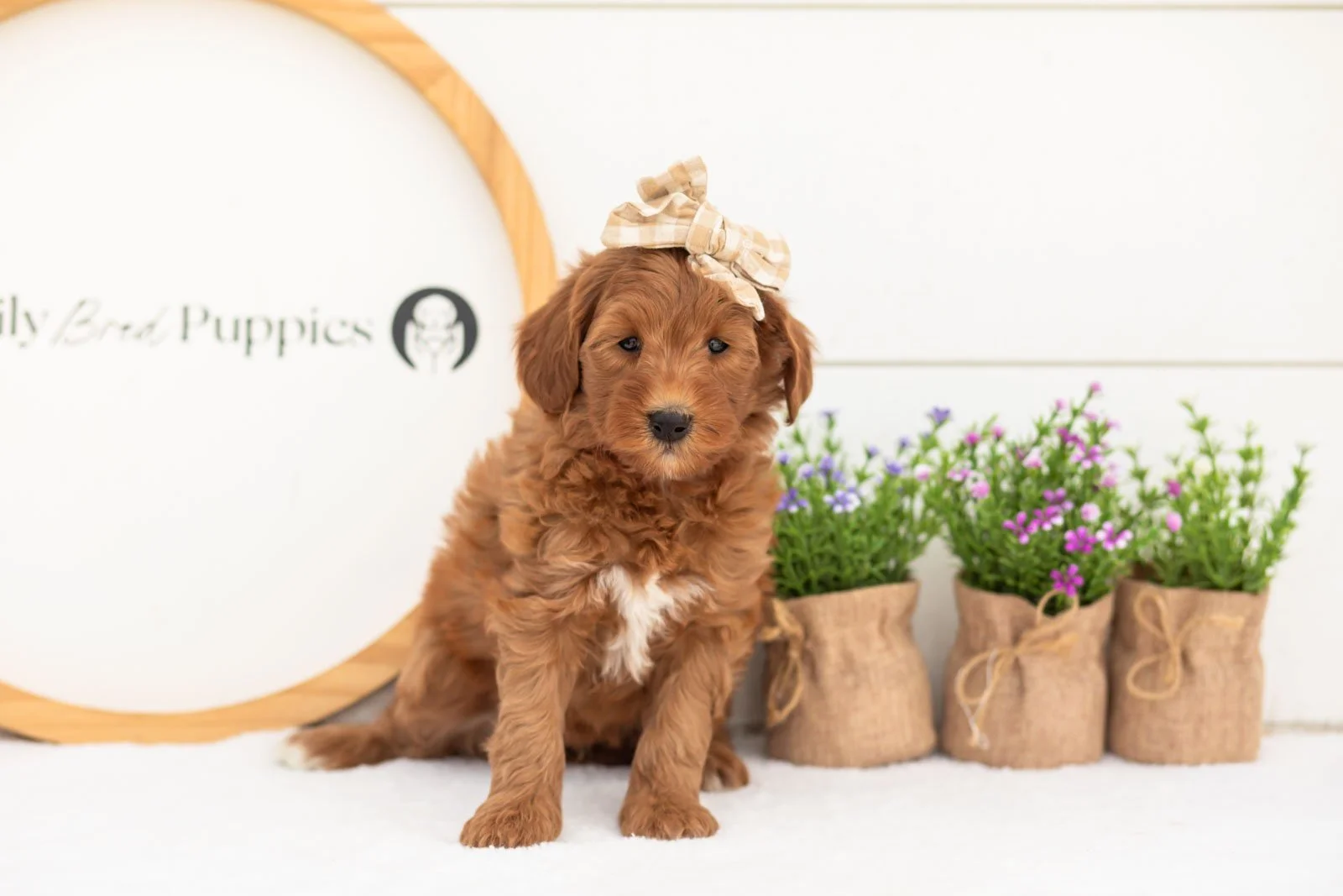 Verity goldendoodle for sale(1).jpg