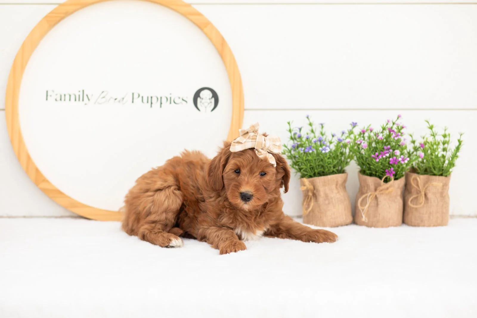 Verity goldendoodle for sale.jpg