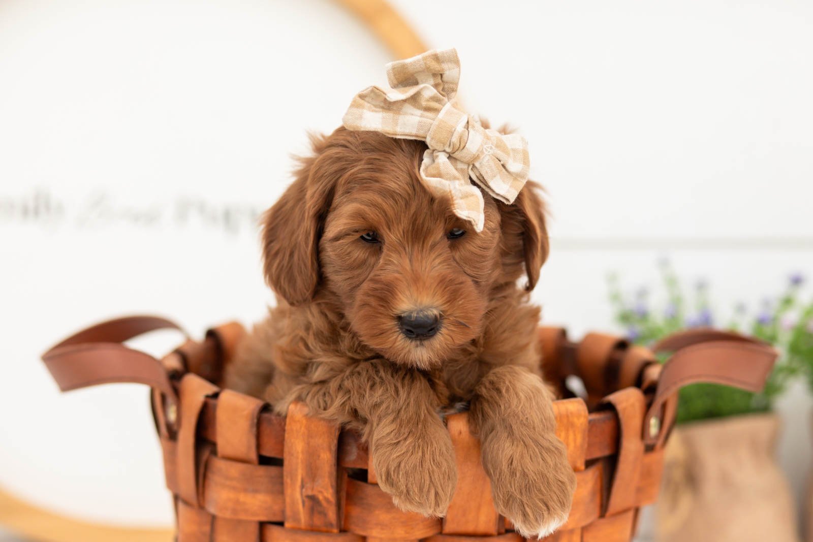 Verity goldendoodle for sale(2).jpg