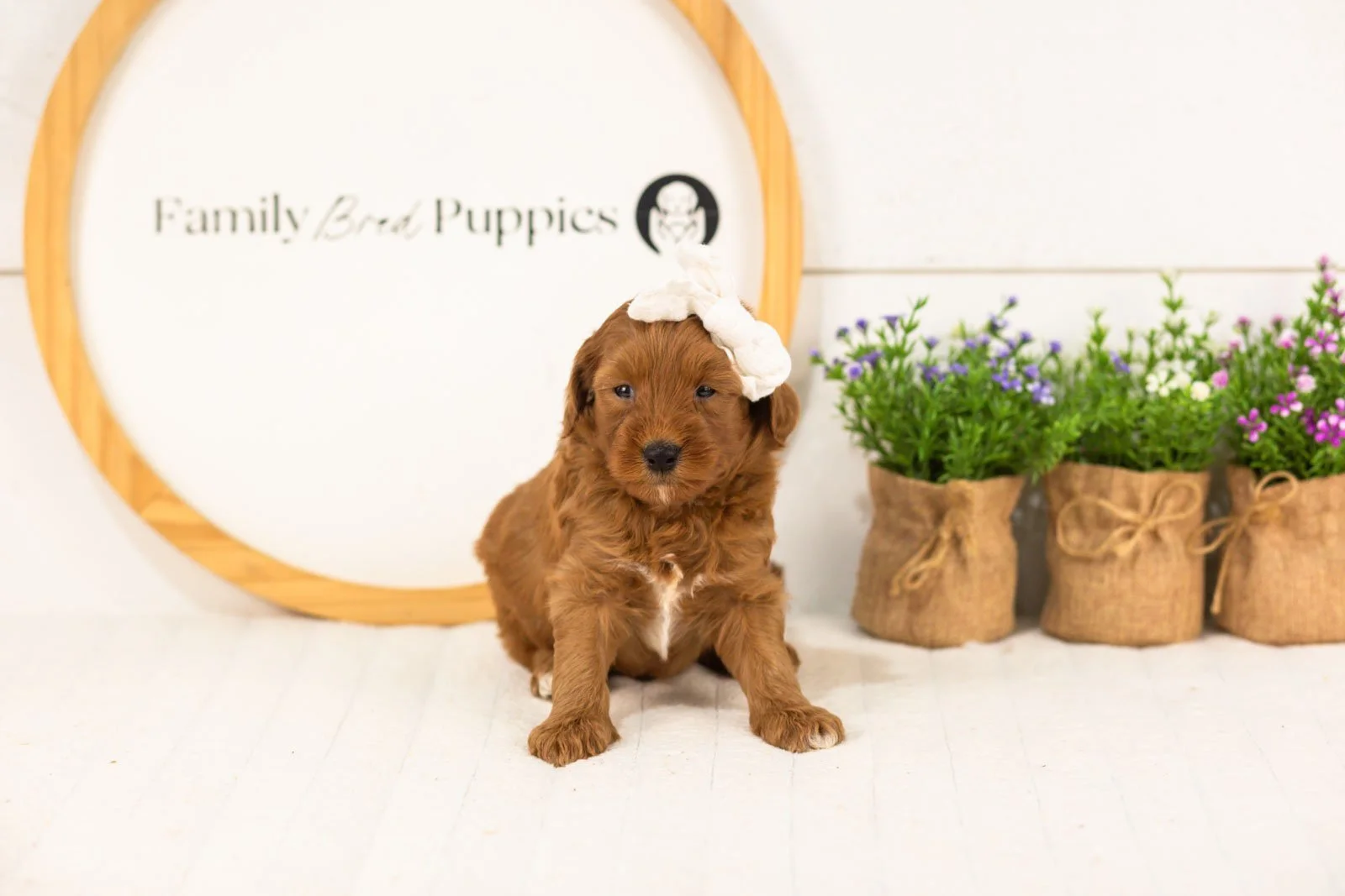 Verity goldendoodle for sale(1).jpg