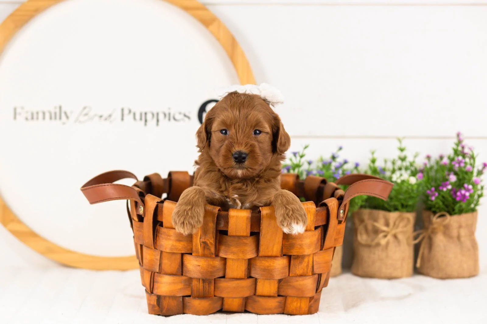 Verity goldendoodle for sale(4).jpg