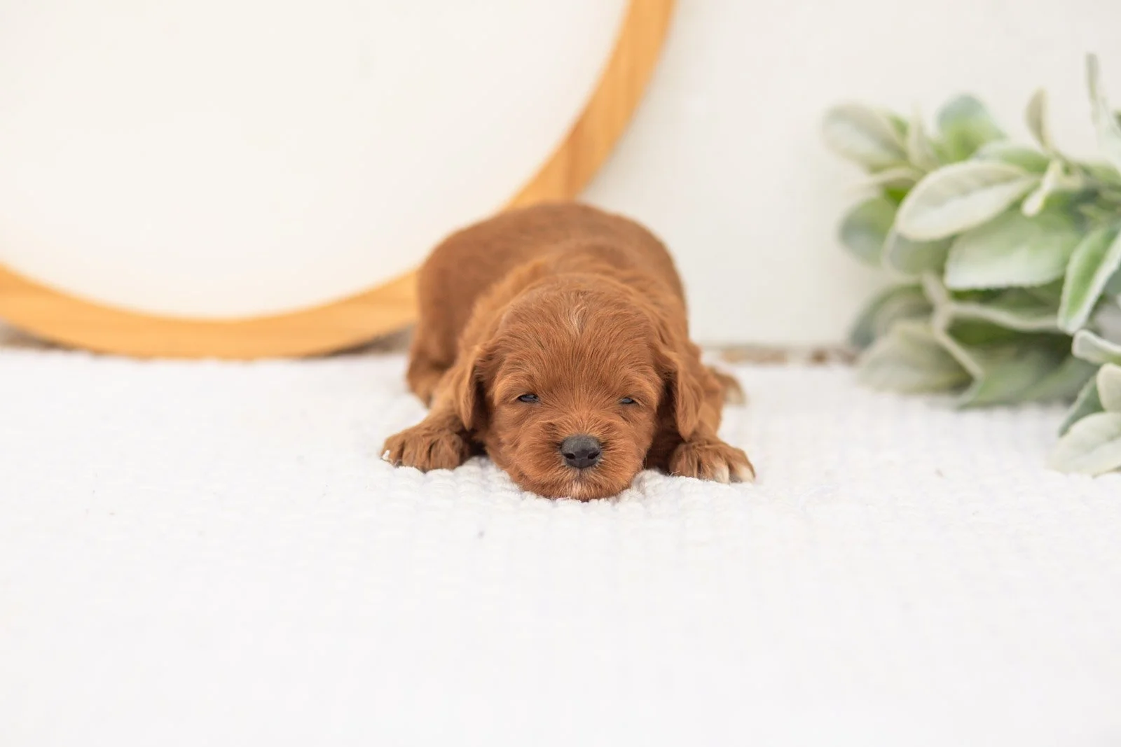 Verity goldendoodle for sale.jpg