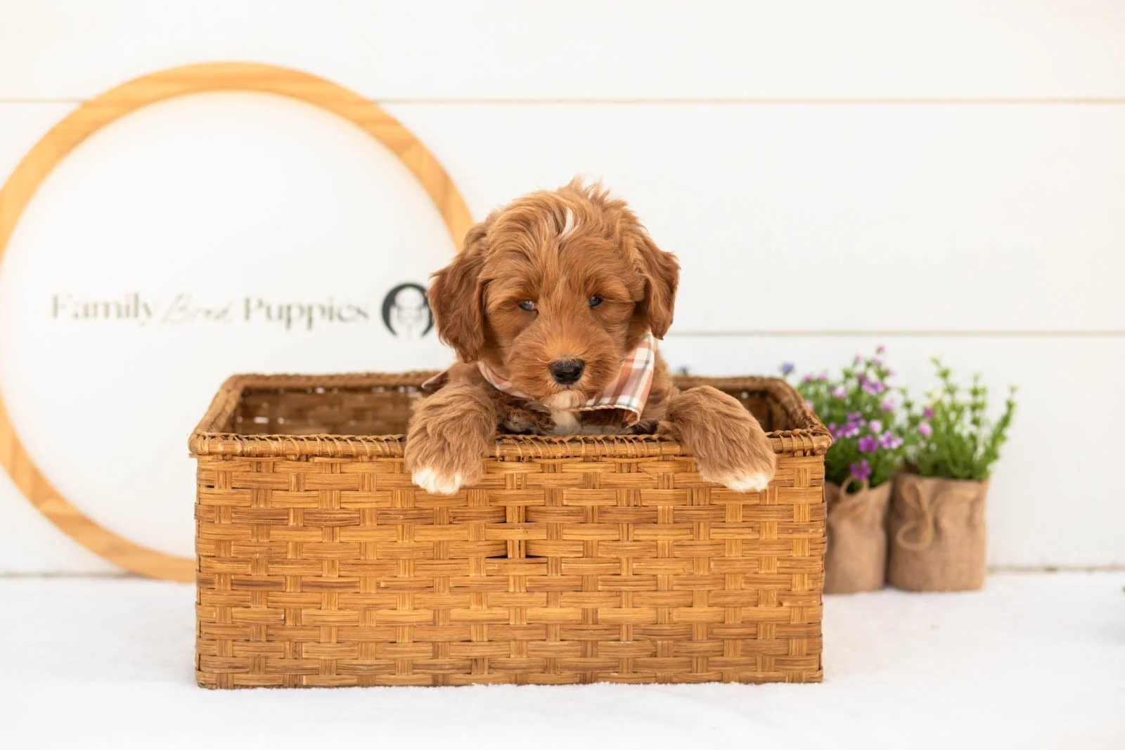 Brave goldendoodle for sale(3).jpg