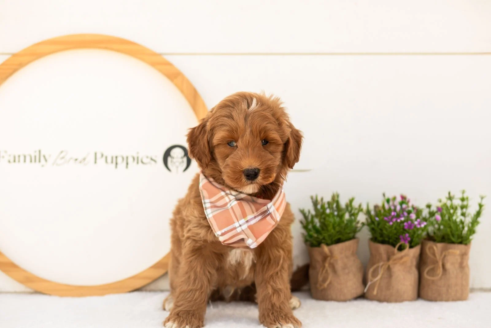Brave goldendoodle for sale(1).jpg