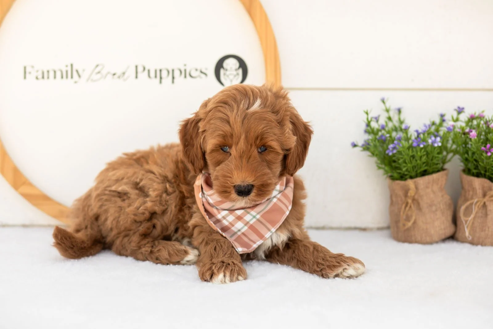 Brave goldendoodle for sale.jpg