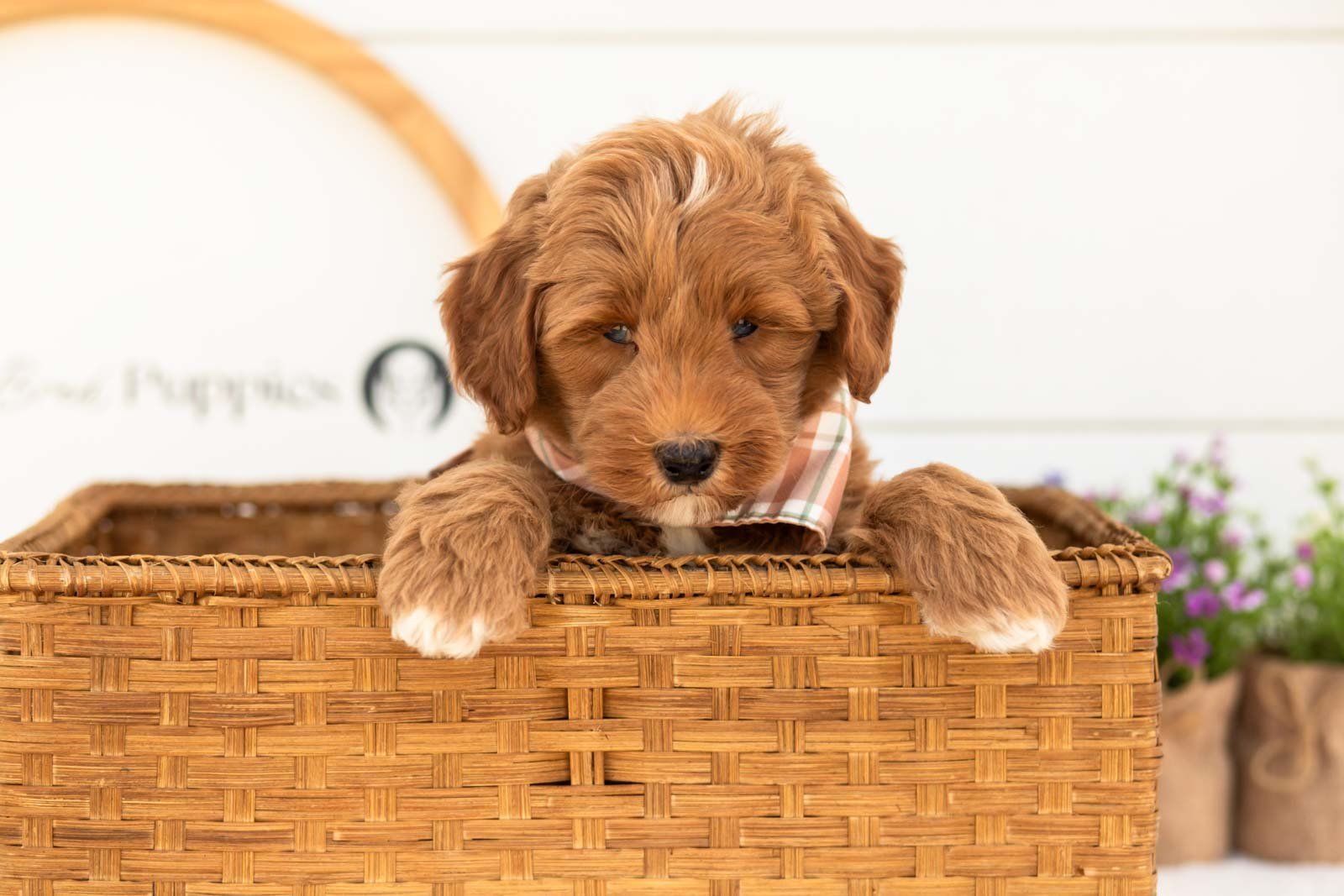 Brave goldendoodle for sale(2).jpg
