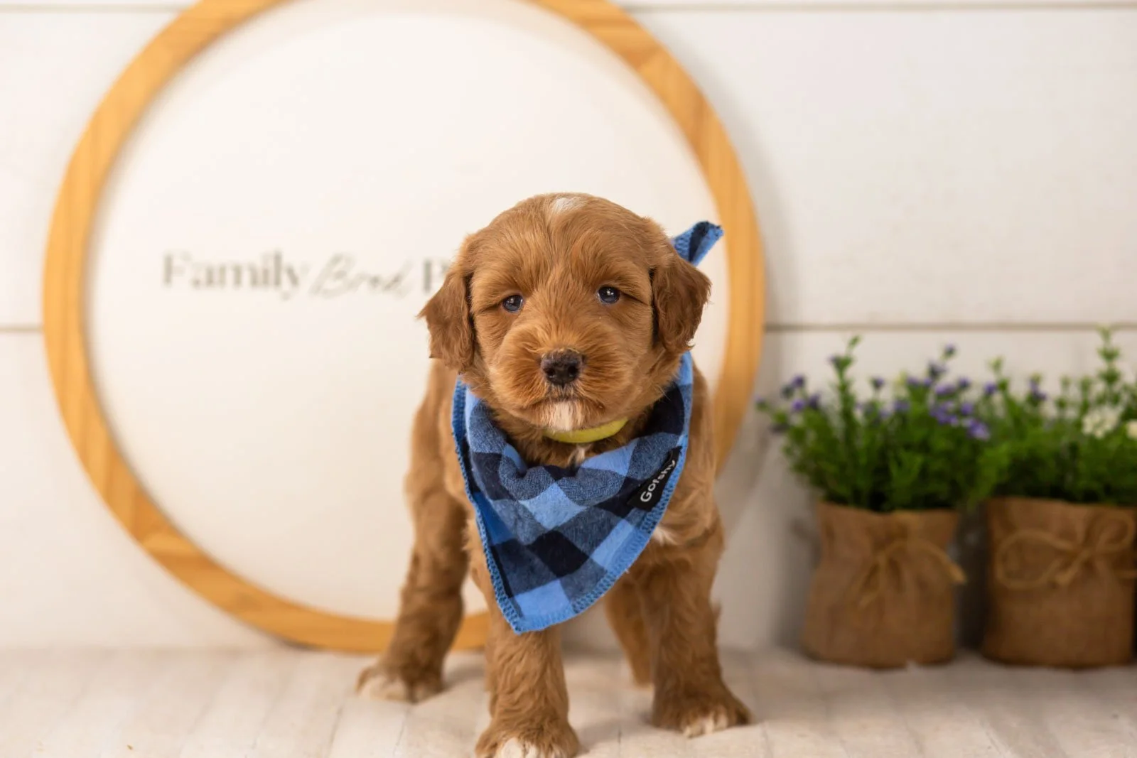 Brave goldendoodle for sale.jpg